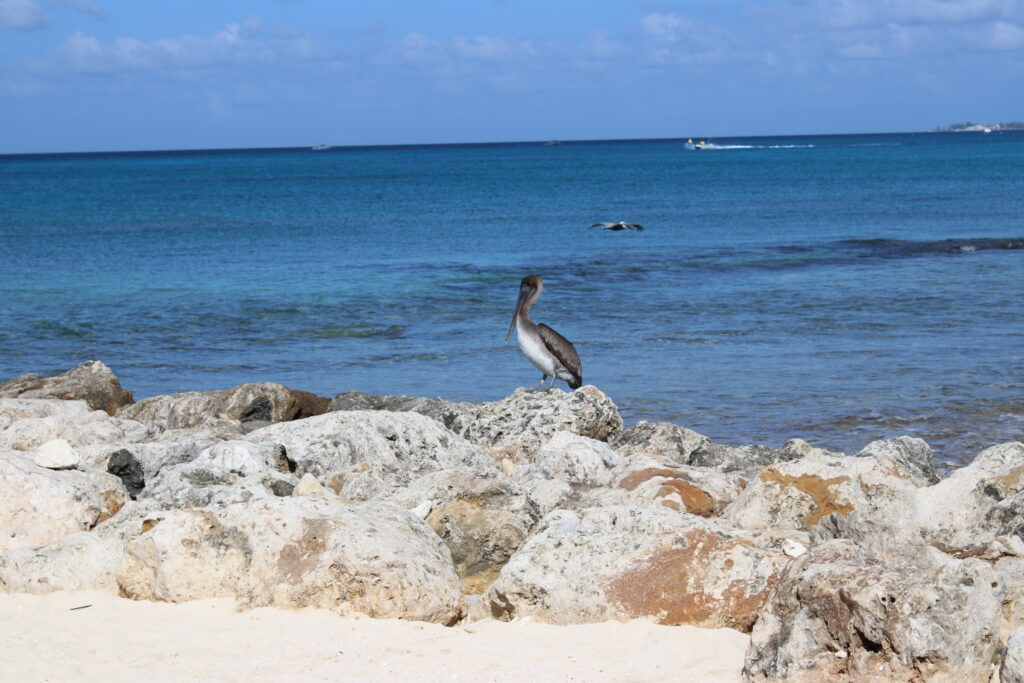 Grand Cayman travel blog empty nest travel blog adventurous families travel blog empty nesters travel blog georgetown casanova bike tour snorkeling sting ray city coconut joe's travel inspiration calico jack's cocolobo the wharf restaurant tarpon alfresco rum point bioluminescence bay kayak kaibo tukka east end ecorides morgan's sunset house spott's beach smith cove pure art kirk freeport la viele wave runner safari kittiwake sail luca da fish shack grand old house sunshine grill best fish tacos