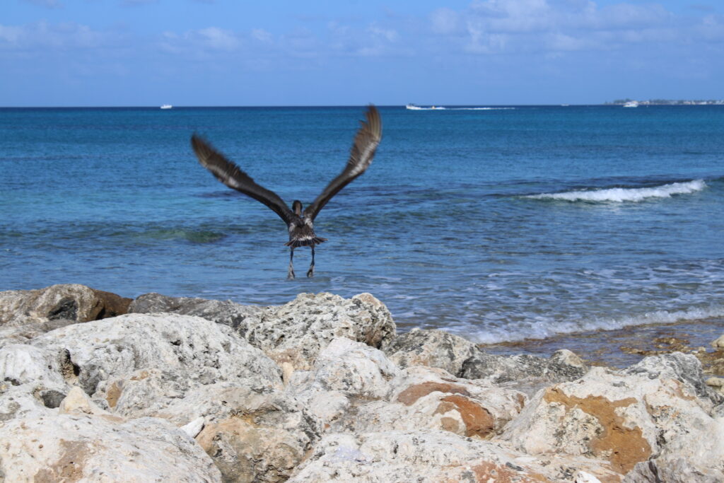 Grand Cayman travel blog empty nest travel blog adventurous families travel blog empty nesters travel blog georgetown casanova bike tour snorkeling sting ray city coconut joe's travel inspiration calico jack's cocolobo the wharf restaurant tarpon alfresco rum point bioluminescence bay kayak kaibo tukka east end ecorides morgan's sunset house spott's beach smith cove pure art kirk freeport la viele wave runner safari kittiwake sail luca da fish shack grand old house sunshine grill best fish tacos