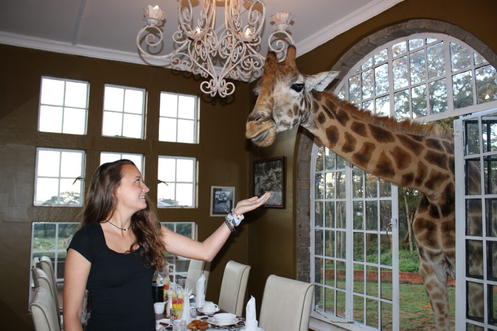 giraffe manor  breakfast with giraffes