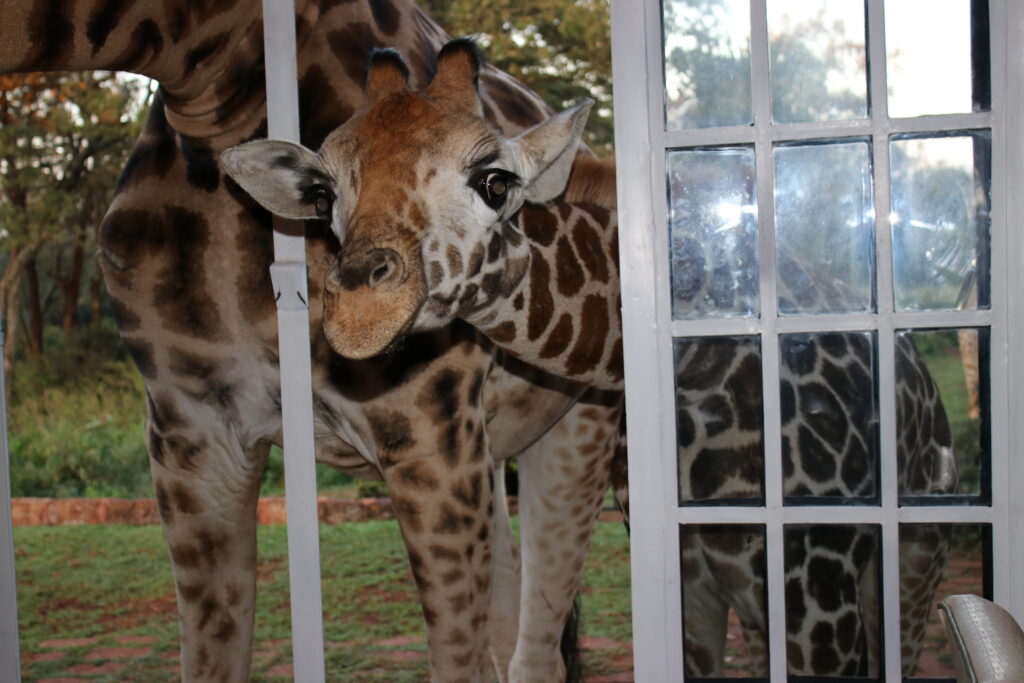 giraffe manor  breakfast with giraffes