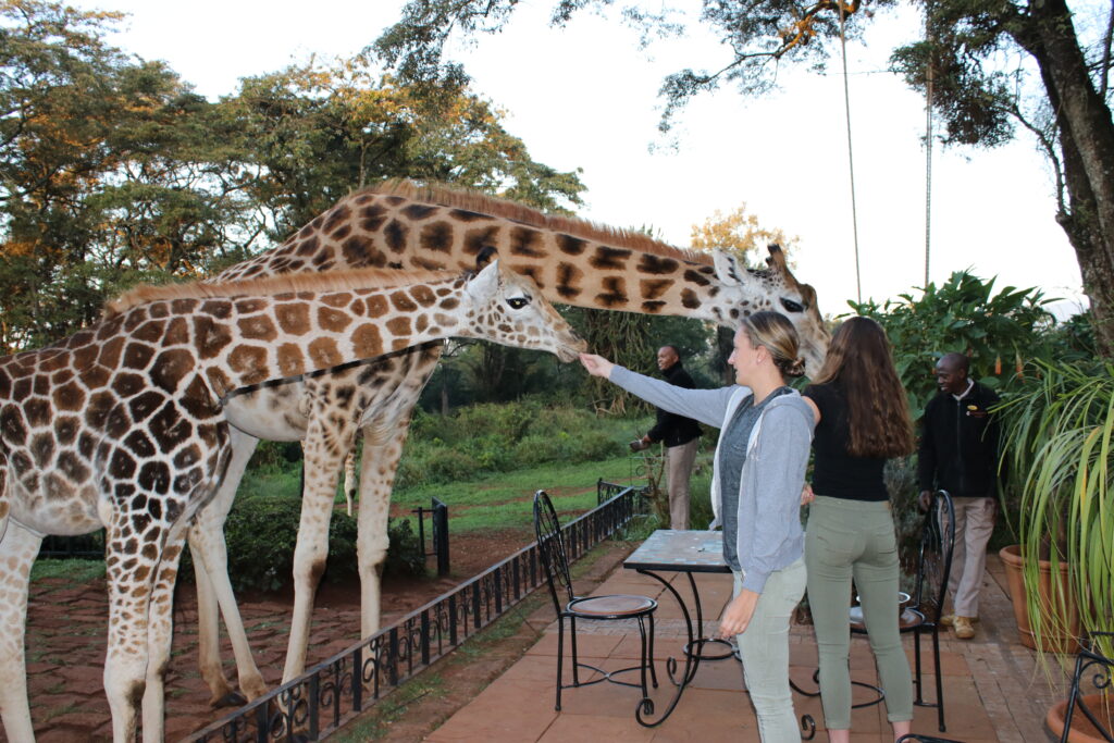 breakfast with giraffes  giraffe manor feeding giraffes