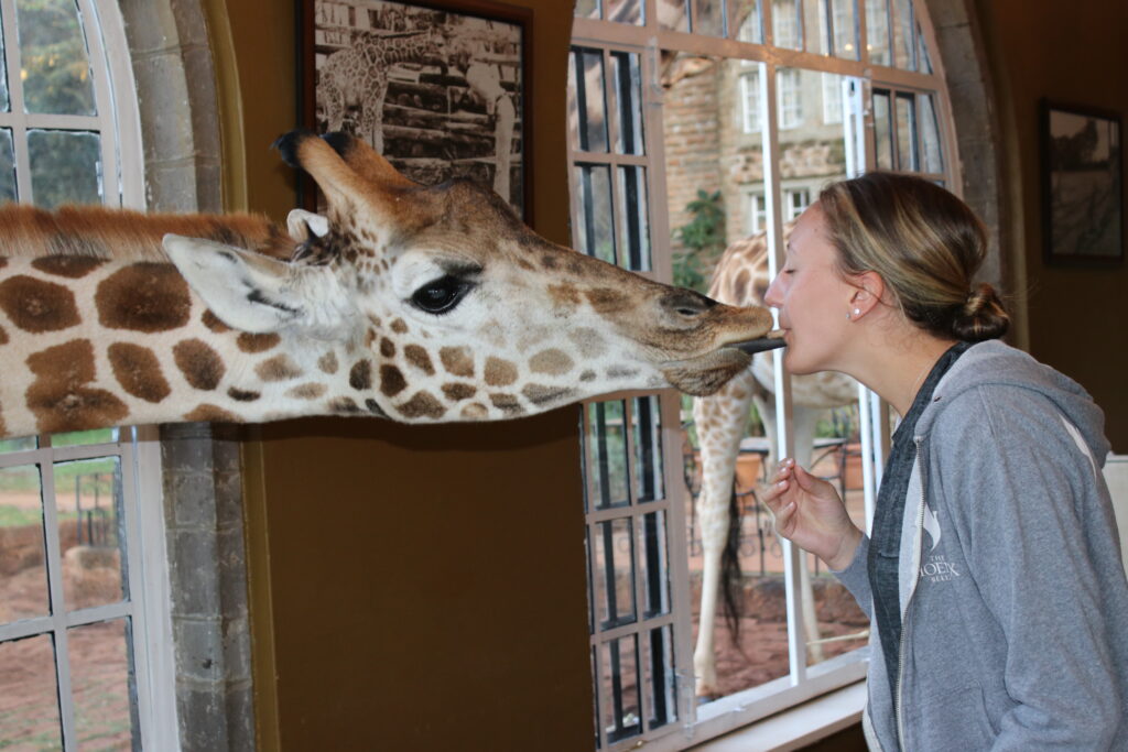 giraffe manor  breakfast with giraffes