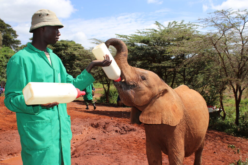 sheldrake trust elephant orphanage elephants baby elephants feeding elephants kenya africa