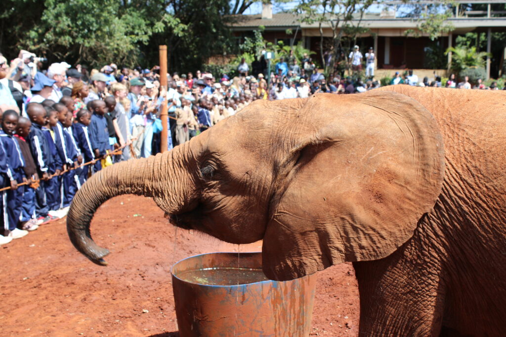 sheldrake trust elephant orphanage elephants baby elephants feeding elephants kenya africa