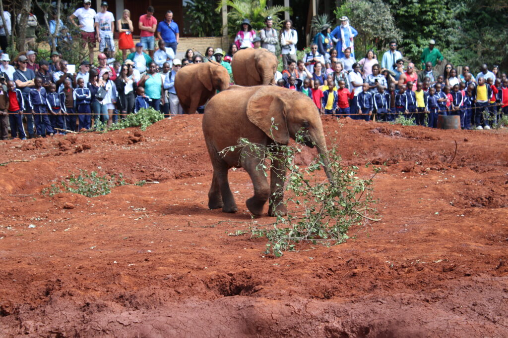 sheldrake trust elephant orphanage elephants baby elephants feeding elephants kenya africa