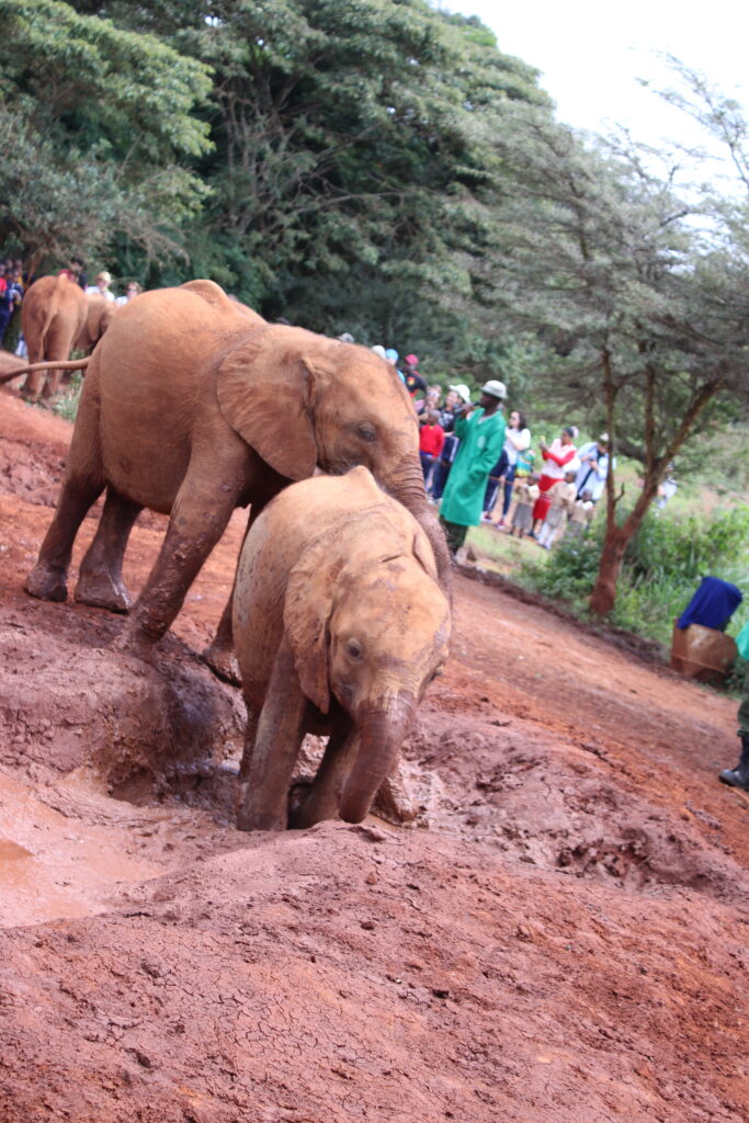 sheldrake trust elephant orphanage elephants baby elephants feeding elephants kenya africa