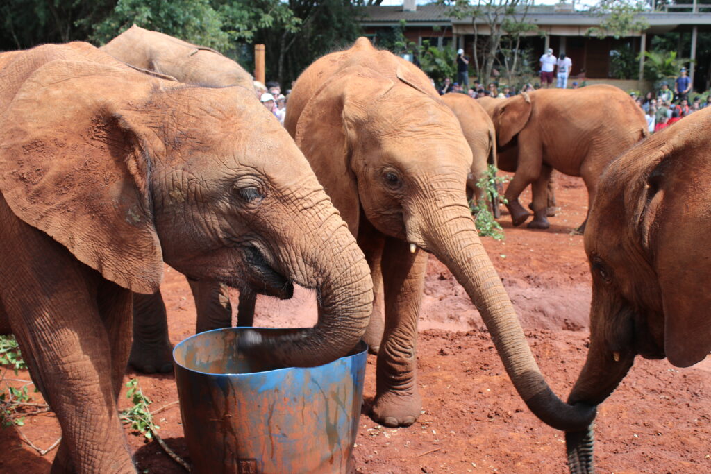 sheldrake trust elephant orphanage elephants baby elephants feeding elephants kenya africa