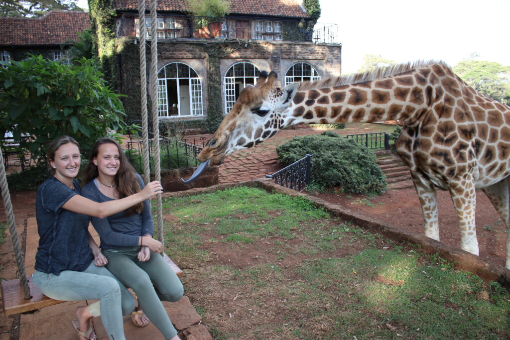 giraffe manor  breakfast with giraffes tea with giraffes africa kenya