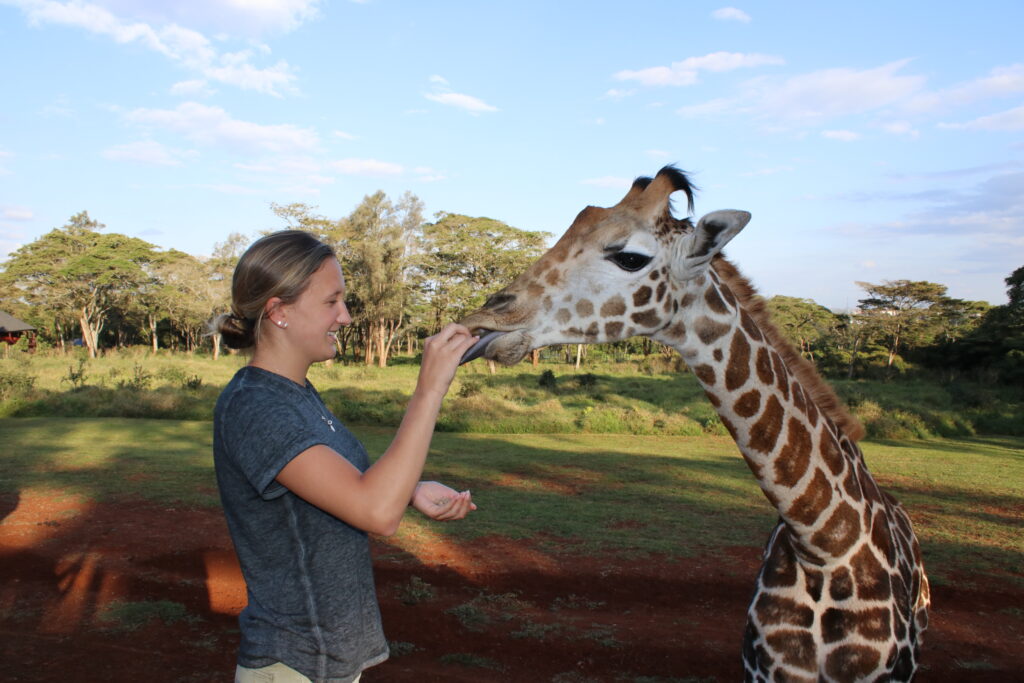 giraffe manor  breakfast with giraffes tea with giraffes africa kenya