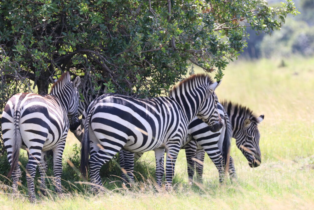 Kenya - Masai Mara - andBeyond Bateleur Camp Africa safari zebra elephant lion hippopotamus crocodile cape buffalo giraffe bird