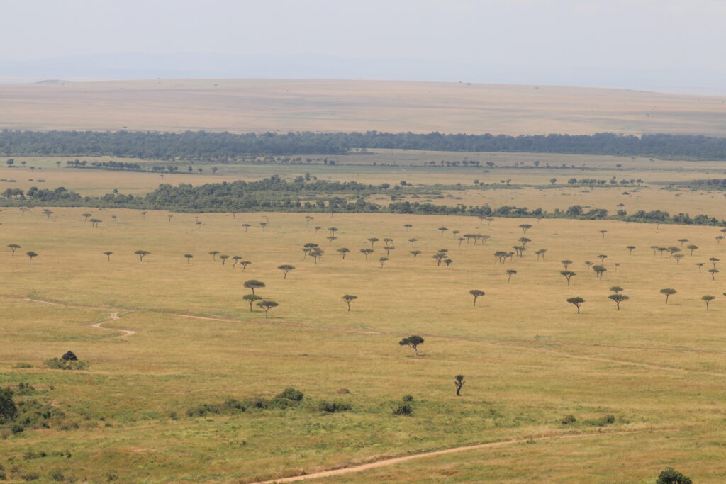 Kenya - Masai Mara - andBeyond Bateleur Camp Africa safari zebra elephant lion hippopotamus crocodile cape buffalo giraffe bird