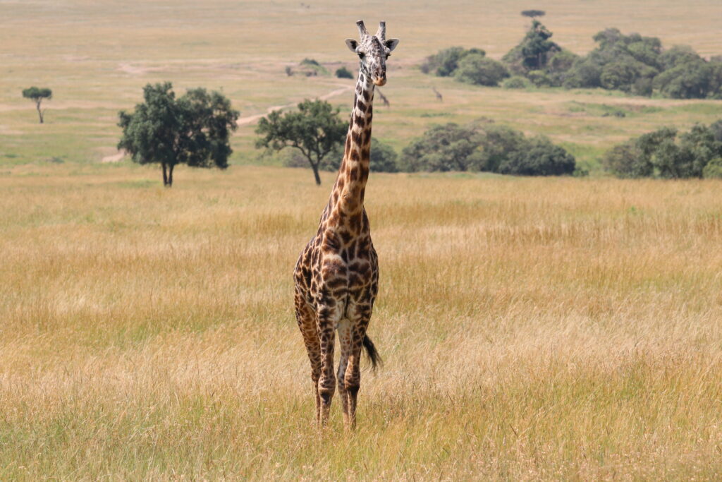 Kenya - Masai Mara - andBeyond Bateleur Camp Africa safari zebra elephant lion hippopotamus crocodile cape buffalo giraffe bird