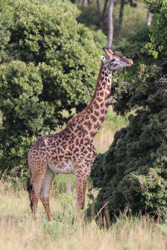 Kenya - Masai Mara - andBeyond Bateleur Camp Africa safari zebra elephant lion hippopotamus crocodile cape buffalo giraffe bird