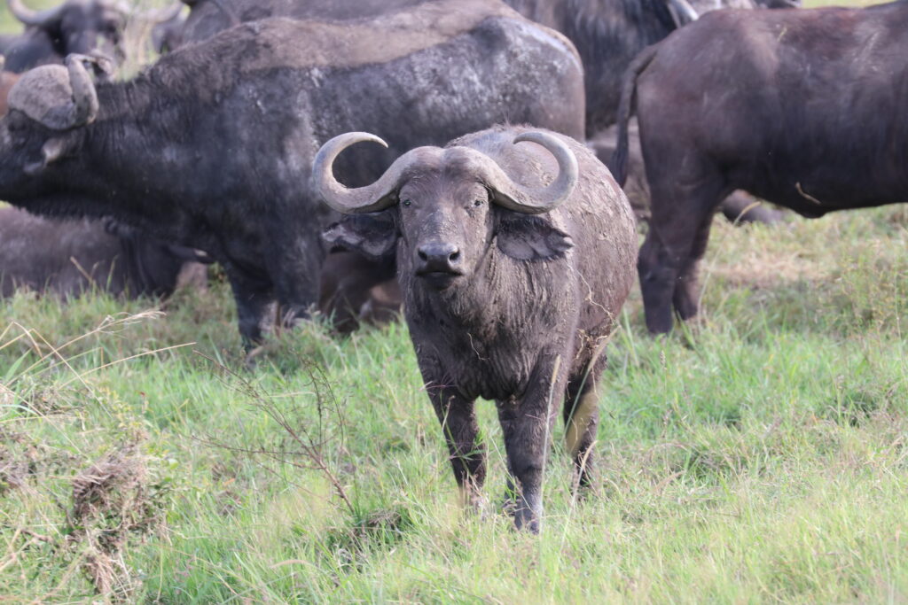 Kenya - Masai Mara - andBeyond Bateleur Camp Africa safari zebra elephant lion hippopotamus crocodile cape buffalo giraffe bird