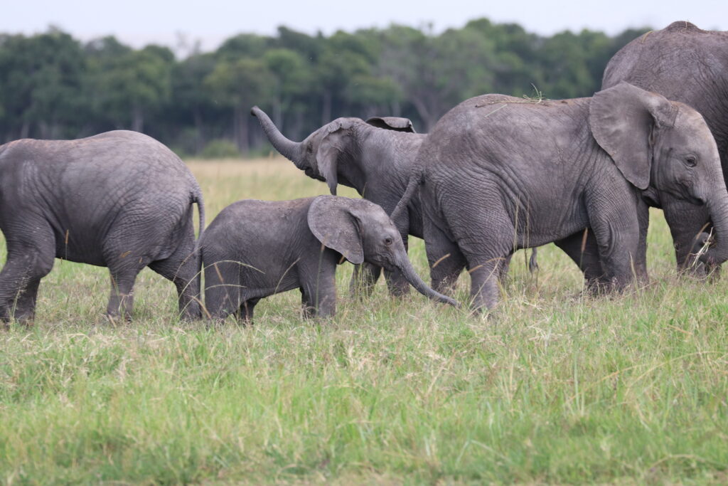 Kenya - Masai Mara - andBeyond Bateleur Camp Africa safari zebra elephant lion hippopotamus crocodile cape buffalo giraffe bird