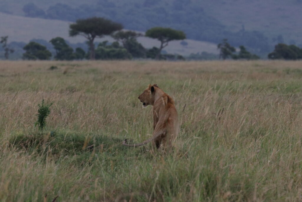 Kenya - Masai Mara - andBeyond Bateleur Camp Africa safari zebra elephant lion hippopotamus crocodile cape buffalo giraffe bird