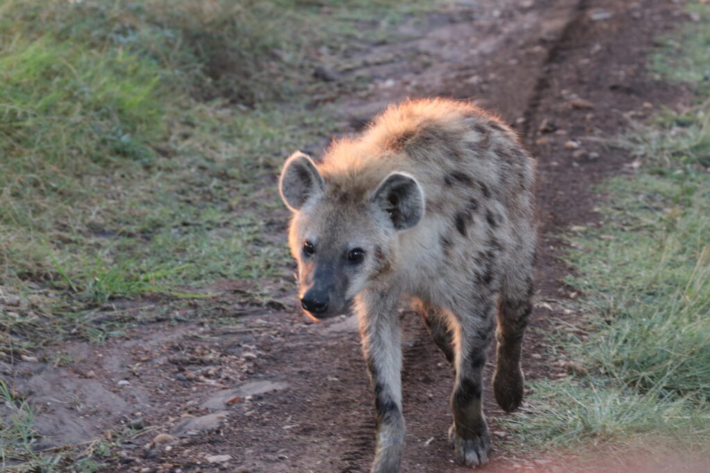 Kenya - Masai Mara - andBeyond Bateleur Camp Africa safari zebra elephant lion hippopotamus crocodile cape buffalo giraffe bird