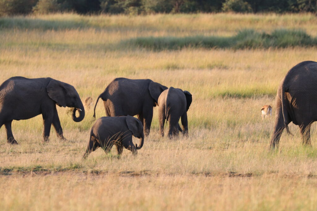 Kenya - Masai Mara - andBeyond Bateleur Camp Africa safari zebra elephant lion hippopotamus crocodile cape buffalo giraffe bird