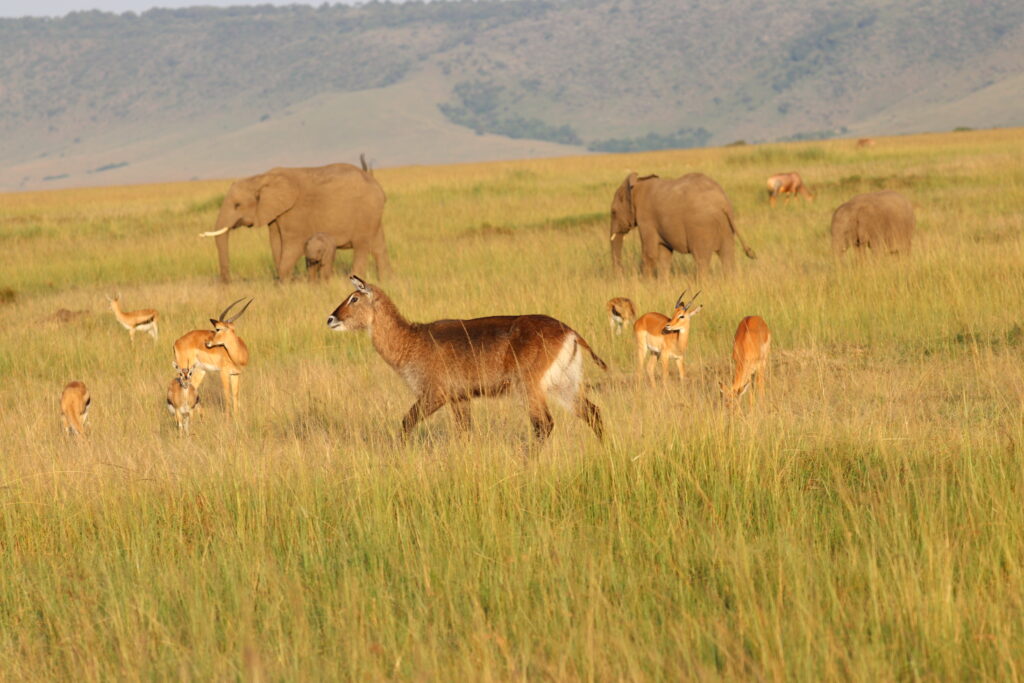 Kenya - Masai Mara - andBeyond Bateleur Camp Africa safari zebra elephant lion hippopotamus crocodile cape buffalo giraffe bird