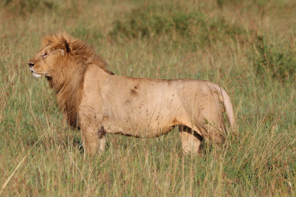 Kenya - Masai Mara - andBeyond Bateleur Camp Africa safari zebra elephant lion hippopotamus crocodile cape buffalo giraffe bird