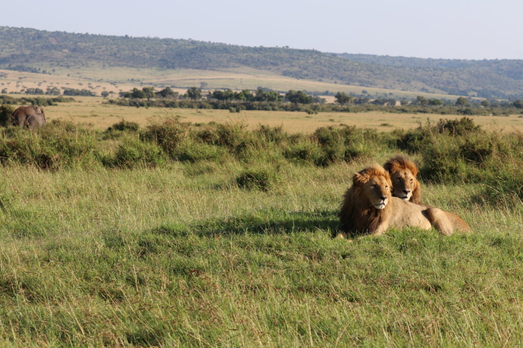 Kenya - Masai Mara - andBeyond Bateleur Camp Africa safari zebra elephant lion hippopotamus crocodile cape buffalo giraffe bird