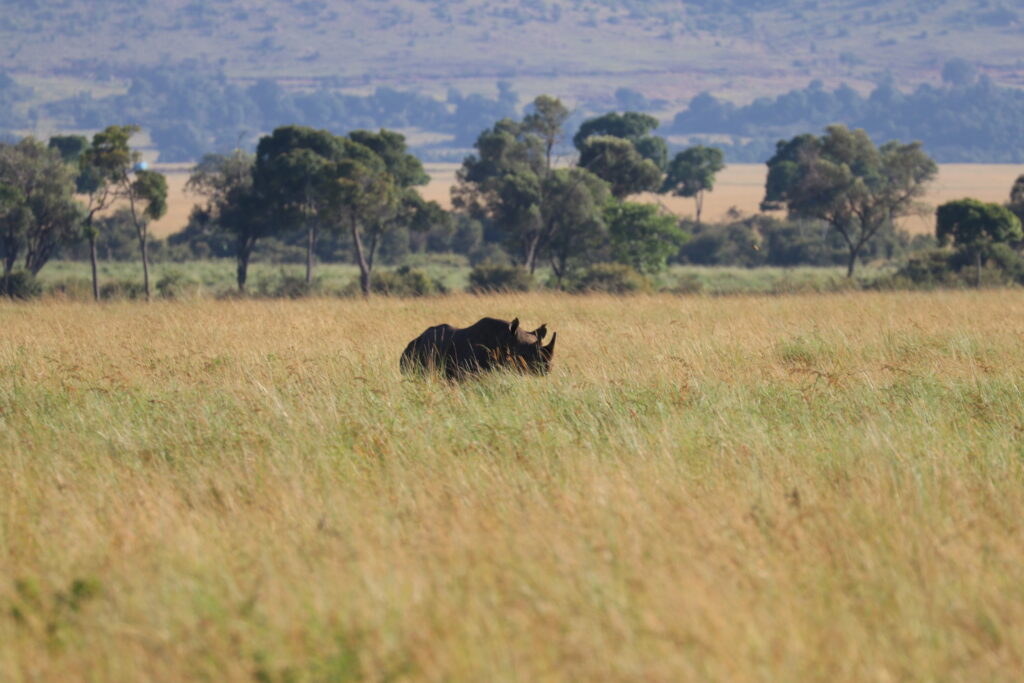 Kenya - Masai Mara - andBeyond Bateleur Camp Africa safari zebra elephant lion hippopotamus crocodile cape buffalo giraffe bird