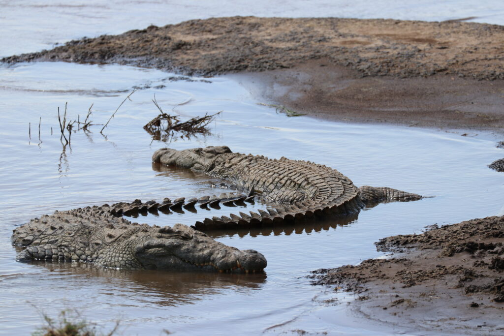 Kenya - Masai Mara - andBeyond Bateleur Camp Africa safari zebra elephant lion hippopotamus crocodile cape buffalo giraffe bird