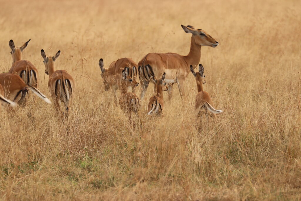 andBeyond Serengeti Under Canvas tanzania Camp Africa safari zebra elephant lion hippopotamus crocodile cape buffalo giraffe bird