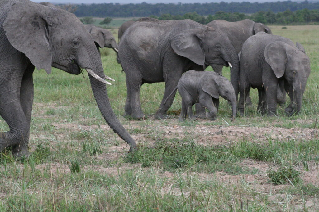 Kenya - Masai Mara - andBeyond Bateleur Camp Africa safari zebra elephant lion hippopotamus crocodile cape buffalo giraffe bird