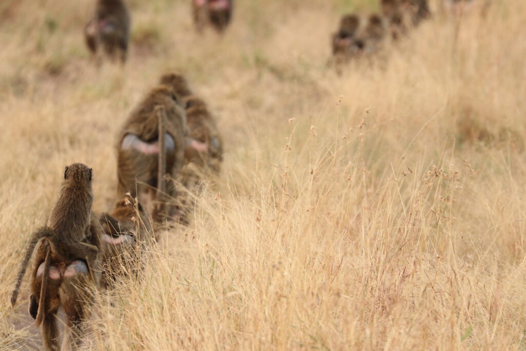 andBeyond Serengeti Under Canvas tanzania Camp Africa safari zebra elephant lion hippopotamus crocodile cape buffalo giraffe bird