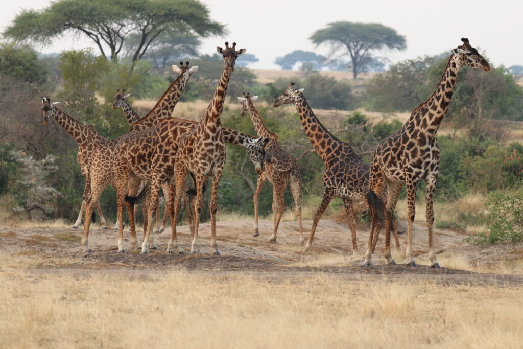 andBeyond Serengeti Under Canvas tanzania Camp Africa safari zebra elephant lion hippopotamus crocodile cape buffalo giraffe bird