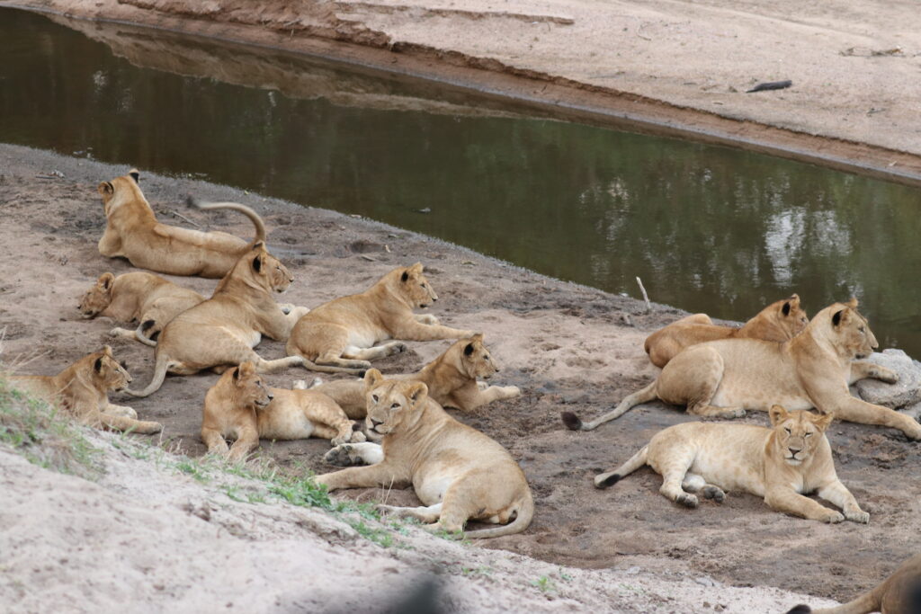 andBeyond Serengeti Under Canvas tanzania Camp Africa safari zebra elephant lion hippopotamus crocodile cape buffalo giraffe bird