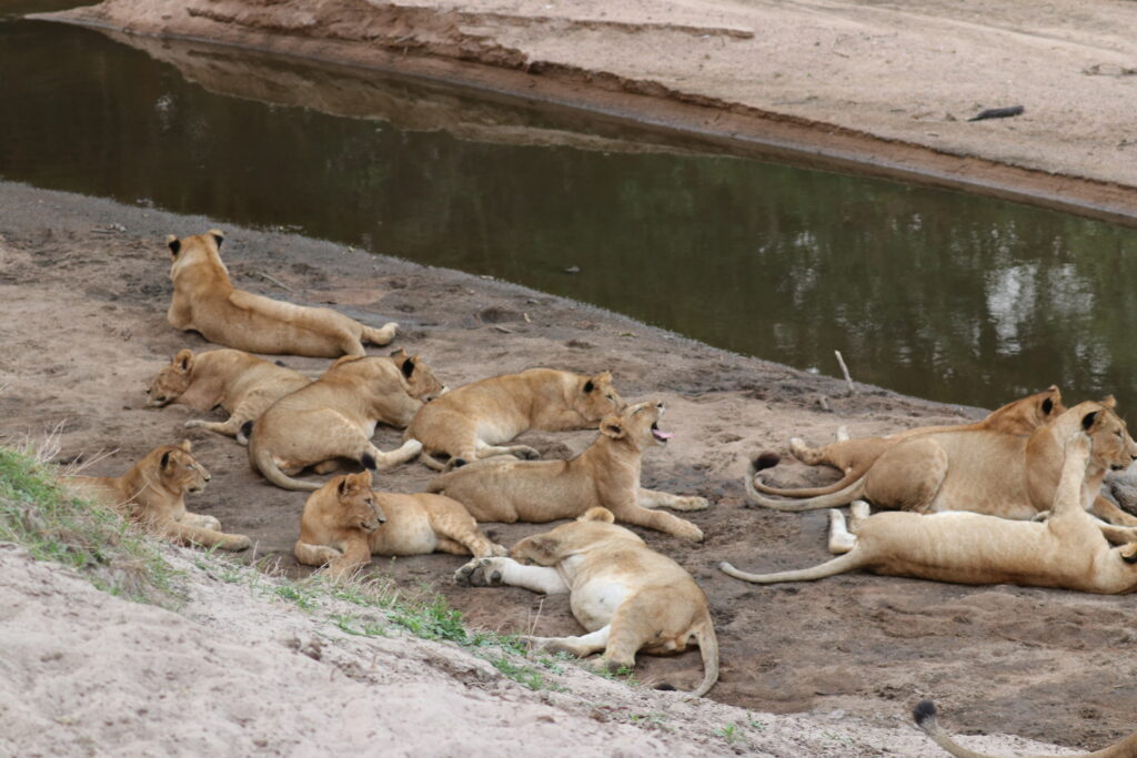 andBeyond Serengeti Under Canvas tanzania Camp Africa safari zebra elephant lion hippopotamus crocodile cape buffalo giraffe bird