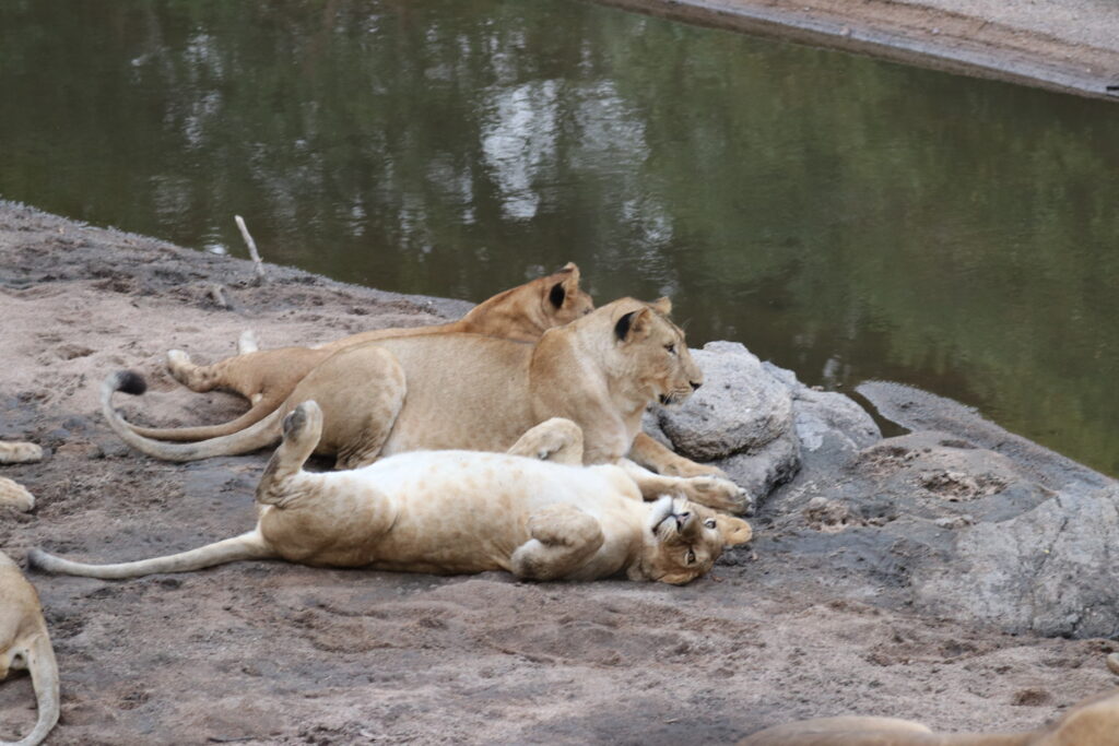 andBeyond Serengeti Under Canvas tanzania Camp Africa safari zebra elephant lion hippopotamus crocodile cape buffalo giraffe bird