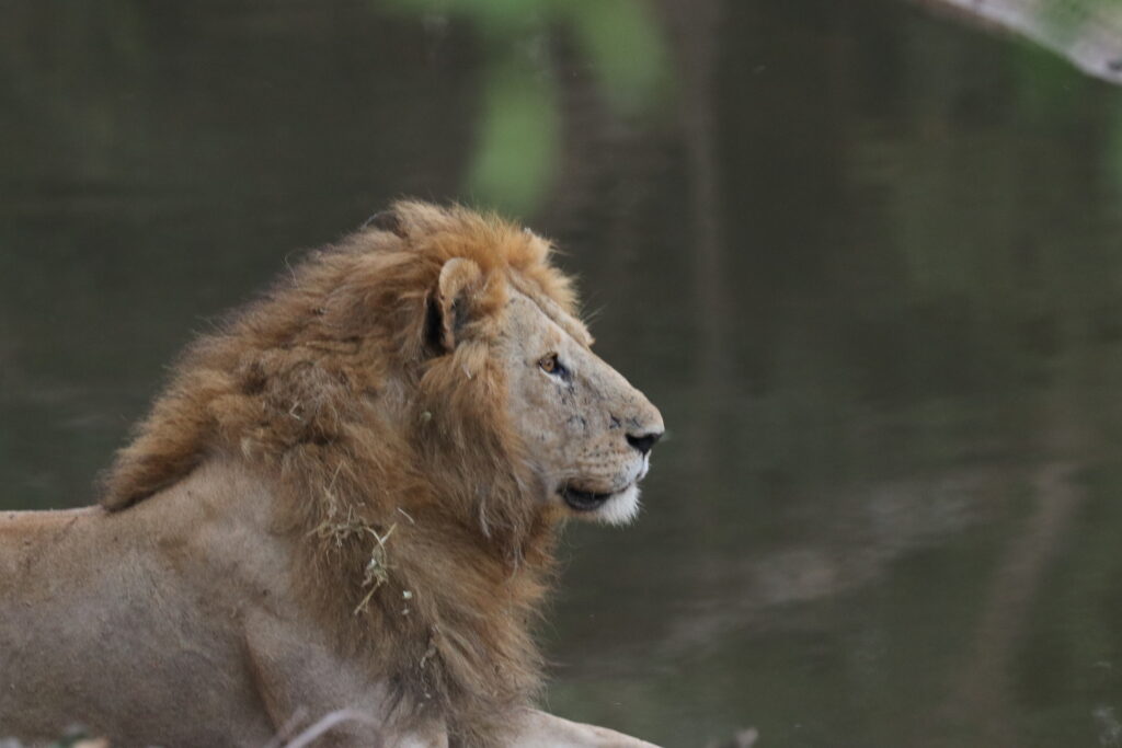 andBeyond Serengeti Under Canvas tanzania Camp Africa safari zebra elephant lion hippopotamus crocodile cape buffalo giraffe bird