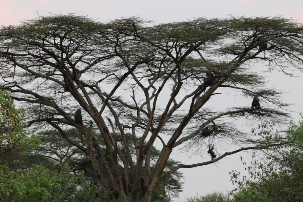 andBeyond Serengeti Under Canvas tanzania Camp Africa safari zebra elephant lion hippopotamus crocodile cape buffalo giraffe bird