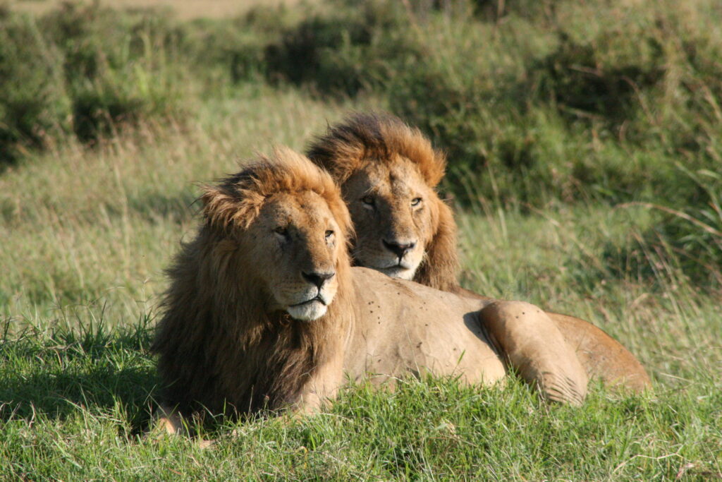 Kenya - Masai Mara - andBeyond Bateleur Camp Africa safari zebra elephant lion hippopotamus crocodile cape buffalo giraffe bird