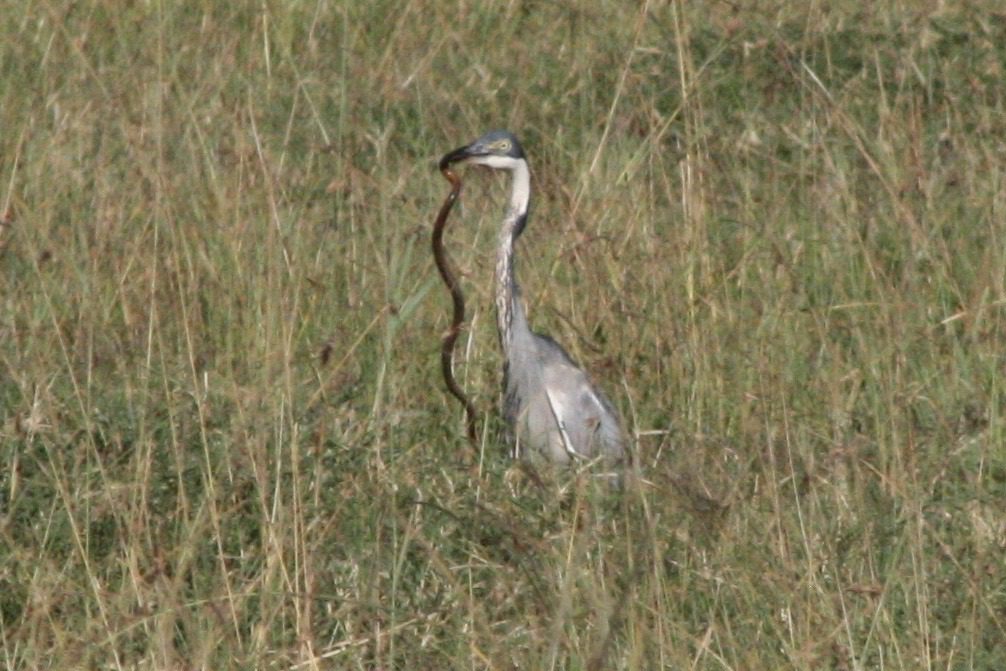 Kenya - Masai Mara - andBeyond Bateleur Camp Africa safari zebra elephant lion hippopotamus crocodile cape buffalo giraffe bird