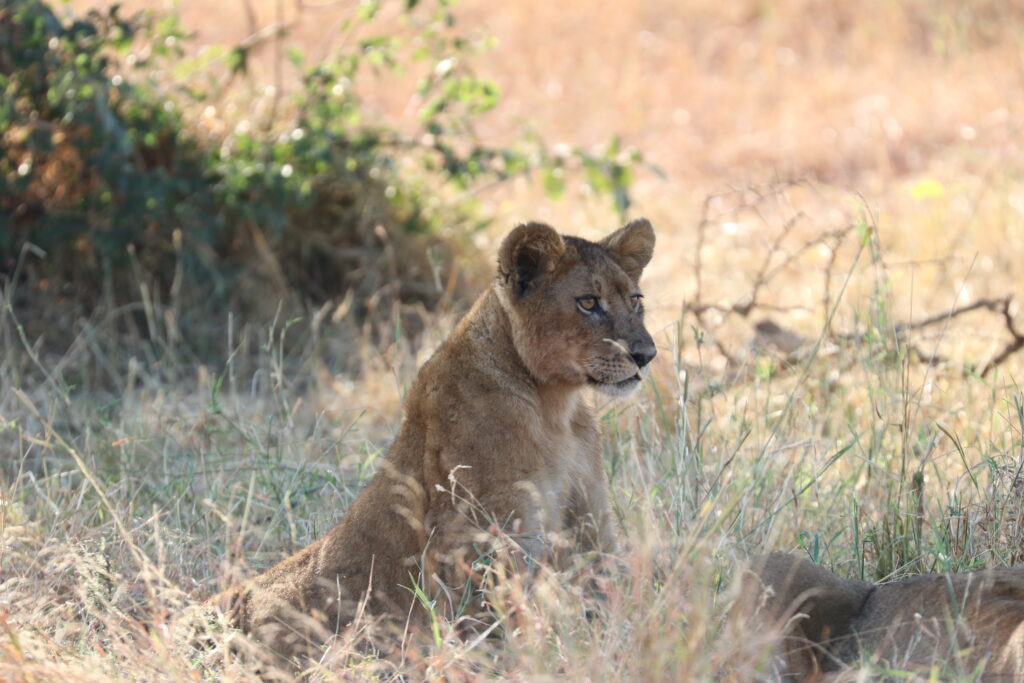 andBeyond Serengeti Under Canvas tanzania Camp Africa safari zebra elephant lion hippopotamus crocodile cape buffalo giraffe bird