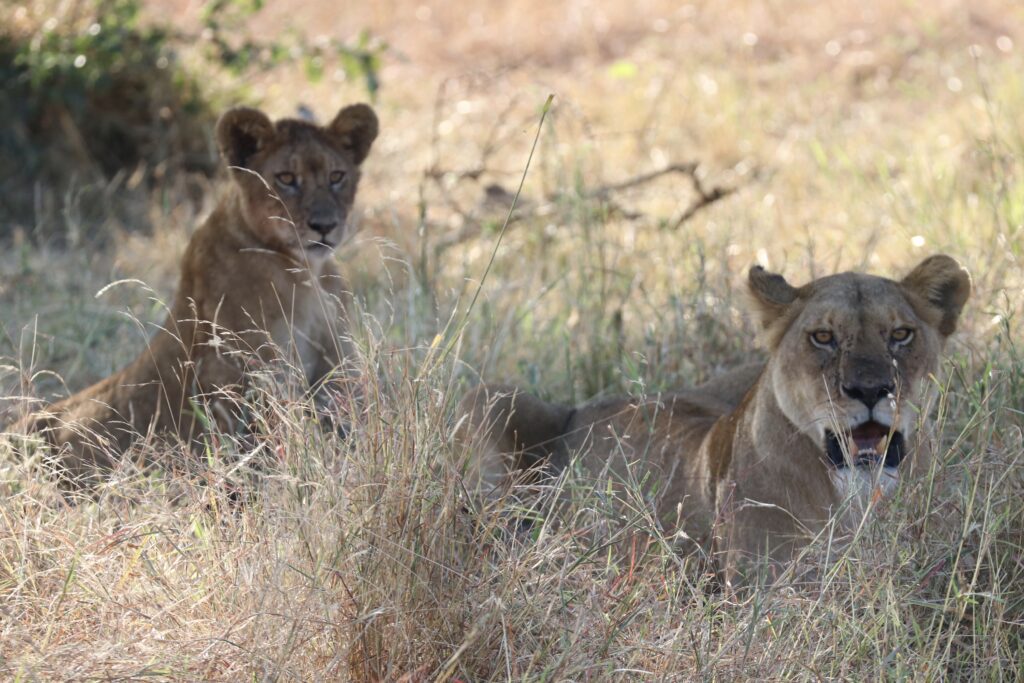 andBeyond Serengeti Under Canvas tanzania Camp Africa safari zebra elephant lion hippopotamus crocodile cape buffalo giraffe bird