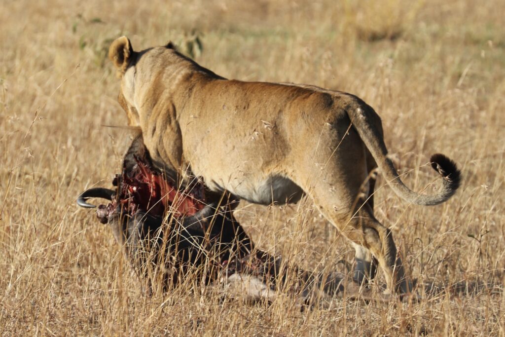 andBeyond Serengeti Under Canvas tanzania Camp Africa safari zebra elephant lion hippopotamus crocodile cape buffalo giraffe bird