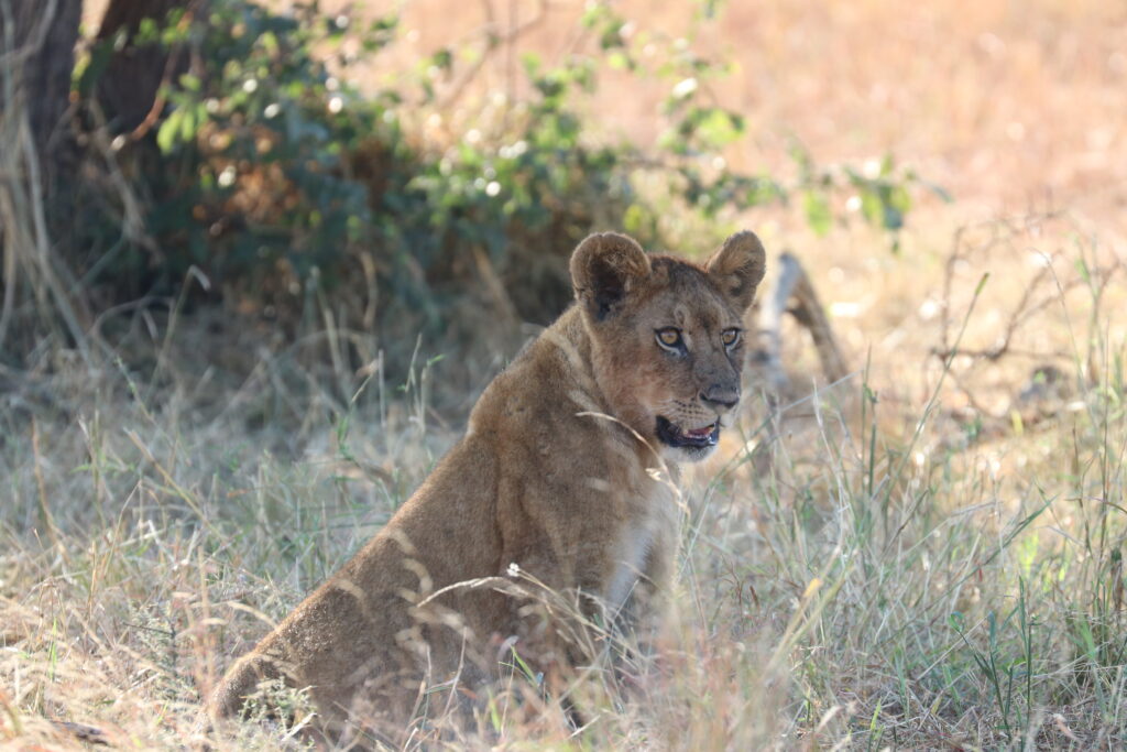 andBeyond Serengeti Under Canvas tanzania Camp Africa safari zebra elephant lion hippopotamus crocodile cape buffalo giraffe bird