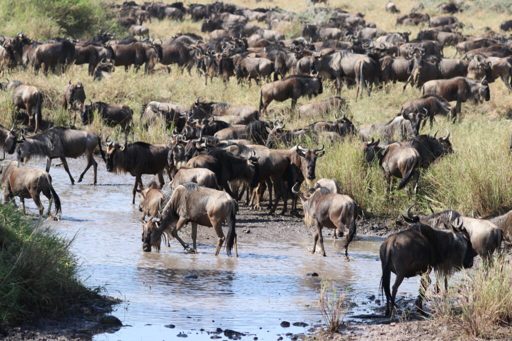 andBeyond Serengeti Under Canvas tanzania Camp Africa safari zebra elephant lion hippopotamus crocodile cape buffalo giraffe bird