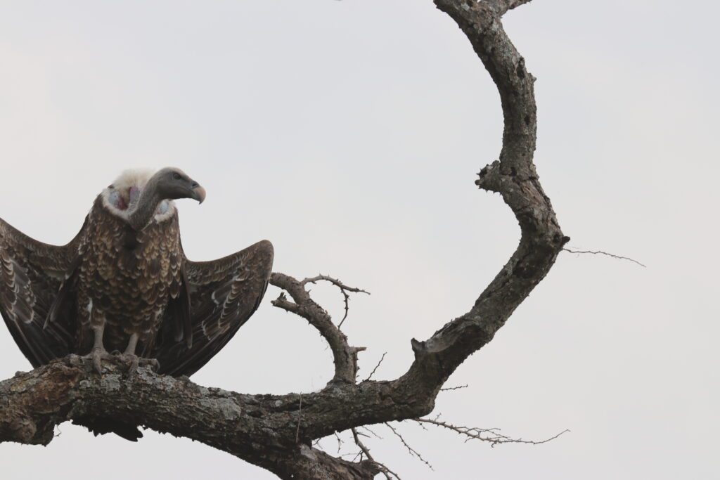 andBeyond Serengeti Under Canvas tanzania Camp Africa safari zebra elephant lion hippopotamus crocodile cape buffalo giraffe bird