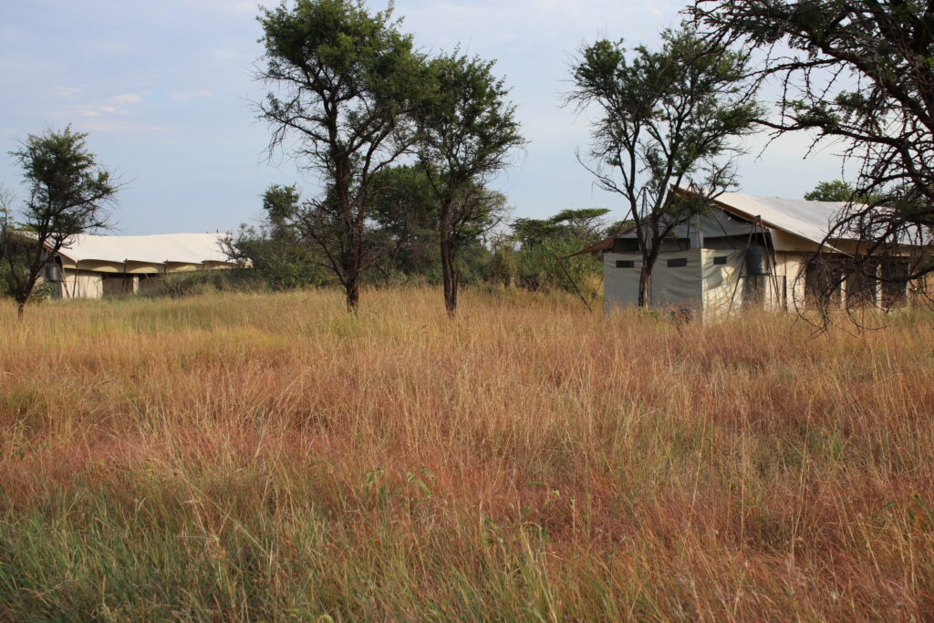 andBeyond Serengeti Under Canvas tanzania Camp Africa safari zebra elephant lion hippopotamus crocodile cape buffalo giraffe bird