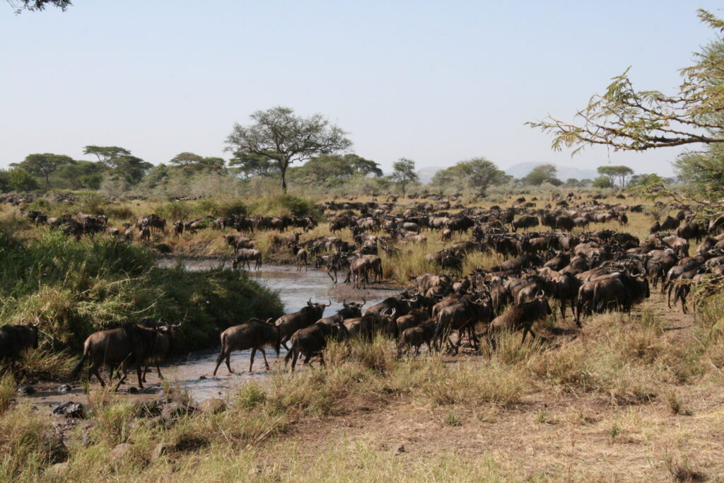 andBeyond Serengeti Under Canvas tanzania Camp Africa safari zebra elephant lion hippopotamus crocodile cape buffalo giraffe bird