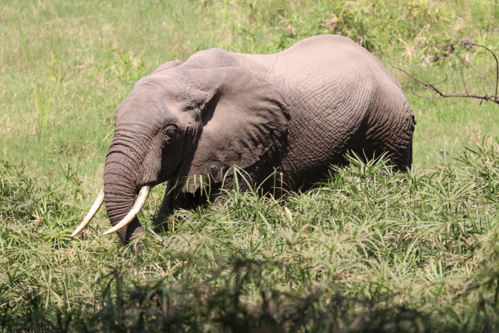 andBeyond Serengeti Under Canvas tanzania Camp Africa safari zebra elephant lion hippopotamus crocodile cape buffalo giraffe bird