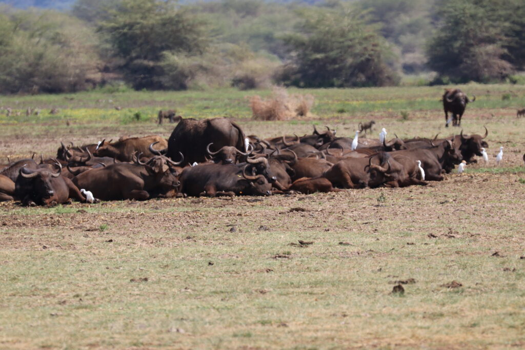 andBeyond Serengeti Under Canvas tanzania Camp Africa safari zebra elephant lion hippopotamus crocodile cape buffalo giraffe bird