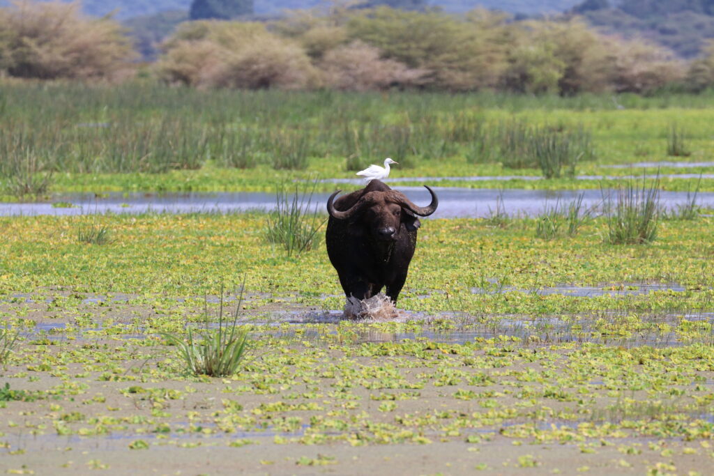 andBeyond Serengeti Under Canvas tanzania Camp Africa safari zebra elephant lion hippopotamus crocodile cape buffalo giraffe bird