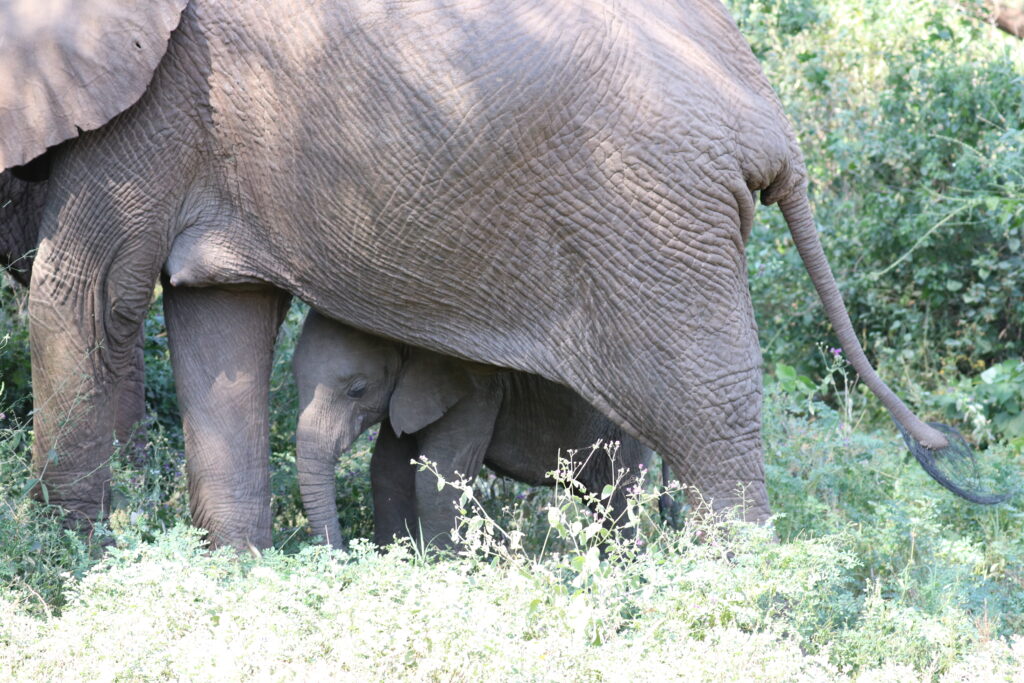 andBeyond Serengeti Under Canvas tanzania Camp Africa safari zebra elephant lion hippopotamus crocodile cape buffalo giraffe bird